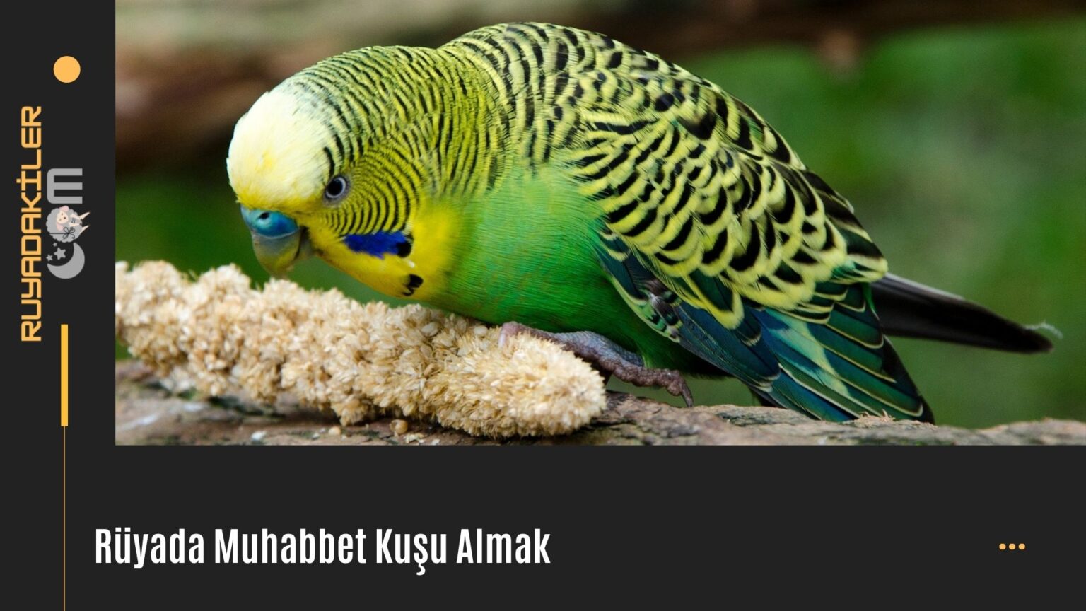 Rüyada Muhabbet Kuşu Görmek | Rüyada Yeşil Muhabbet Kuşu Görmek