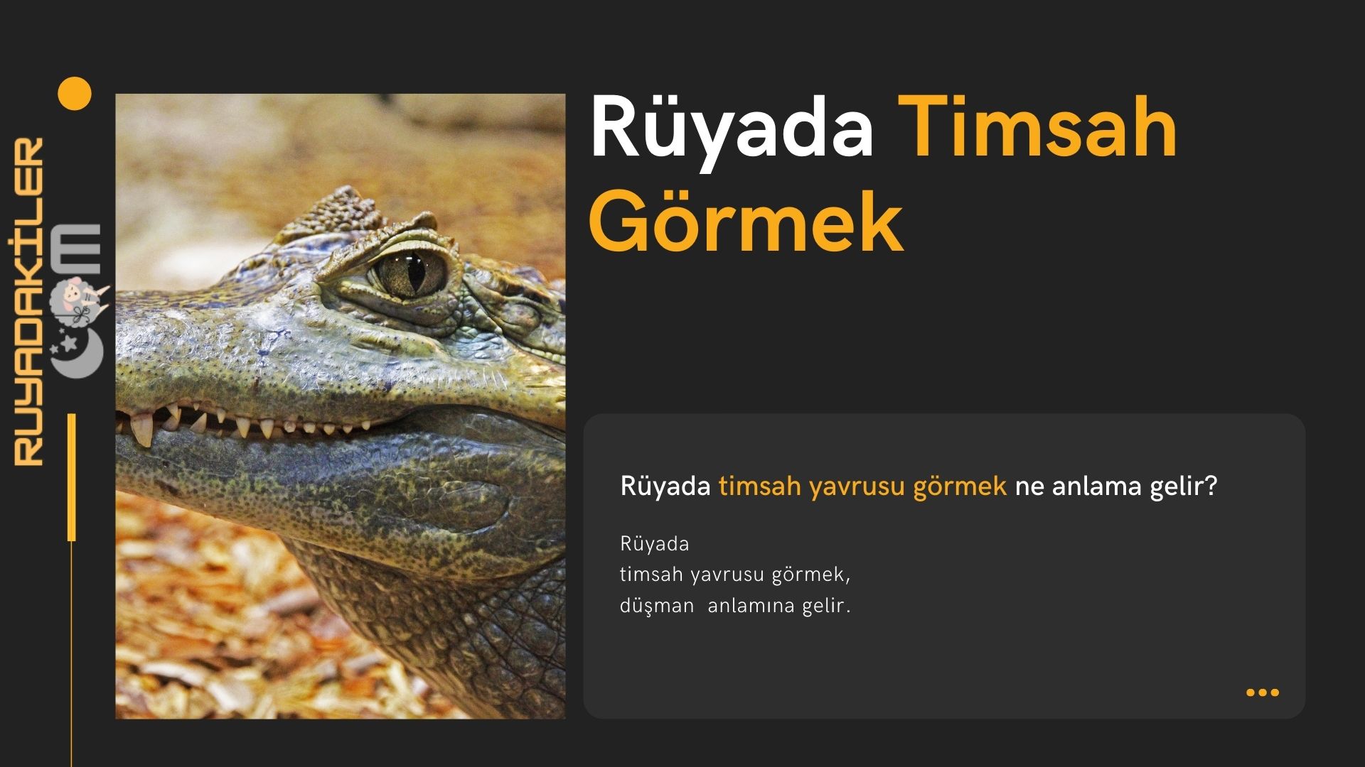 ruyada timsah gormek ruyada timsah yavrusu gormek ne anlama gelir ruya tabirleri